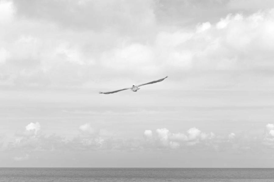 A gull gliding over a calm sea under soft cloud